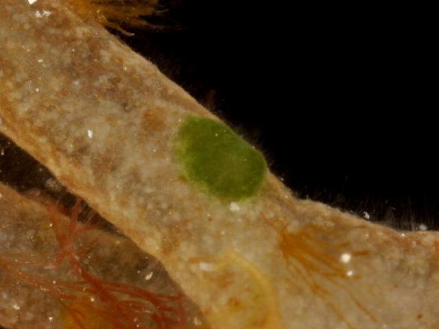 Calothrix species possibly parasitica found on Nemalion helminthoides Threadweed or Sea Noodles blue green algae cyanobacteria images
