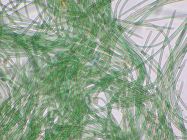 Cyanobacteria from near high tide level at Newlyn cyanobacterium marine blue green algae images