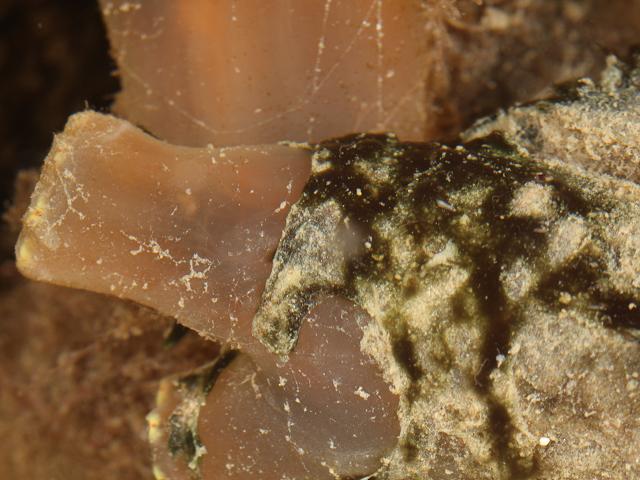 Spirulina subsalsa cyanobacteria cyanobacterium spiral blue green algae Newlyn Marina images