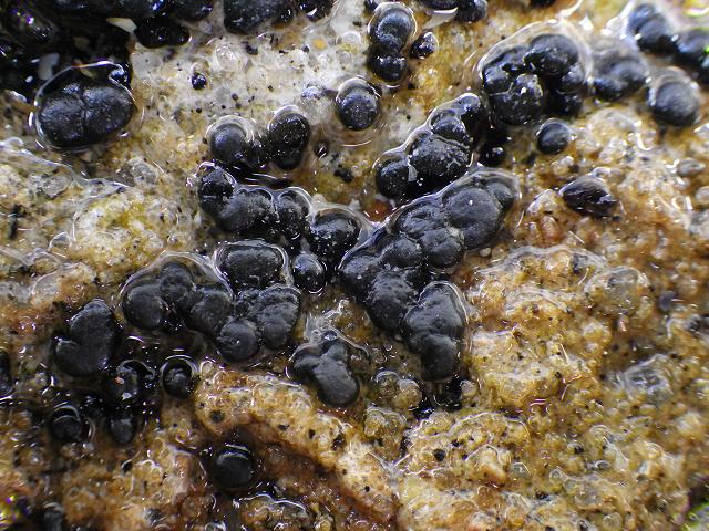 Rivularia atra Marine Cyanobacterium Cyanobacteria or Blue-green Algae Images