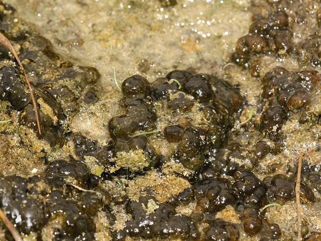 Rivularia biasolettiana Marine Cyanobacterium Cyanobacteria or Blue-green Algae Images