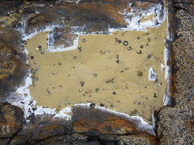 Bleaching of encrusting algae due to evaporation of pools during the summer Images