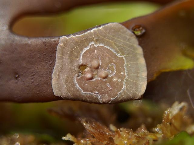 Titanoderma pustulatum Little Gem Paint Weed Encrusting Algae Seaweed Red Seaweed Images
