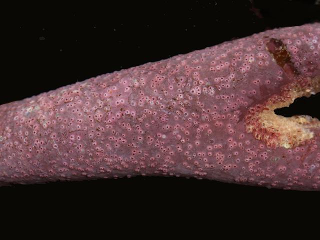 Melobesia membranacea Red Encrusting Red Algae Images