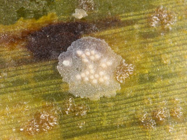 Pneophyllum species Encrusting Red Algae Images