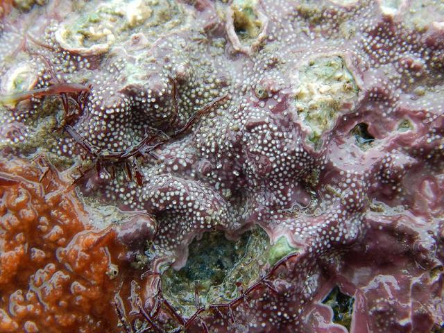 Encrusting Red Algae needing identification Encrusting Red Algae Images