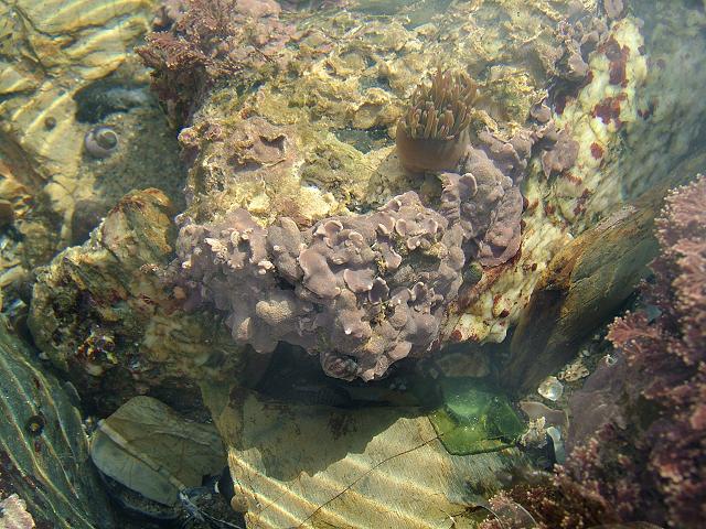 Lithophyllum incrustans Pink paint Encrusting Red Algae Images
