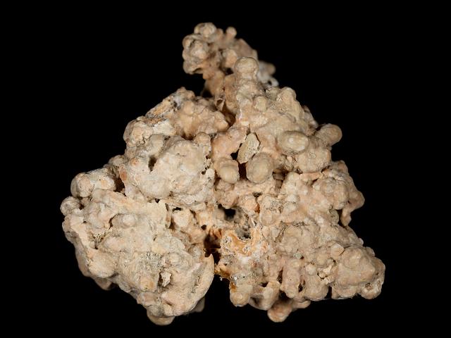 Lithothamnion corallioides Maerl Encrusting Red Algae Images