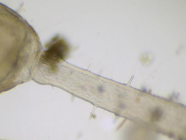 Pedicellina hispida Goblet Worm Entoproct images