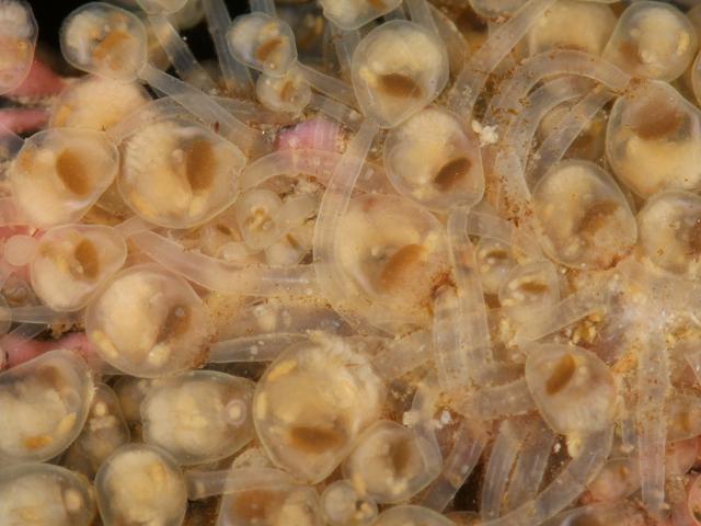 Unidentified Entoproct Goblet worm images