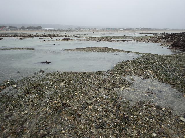 Storm damage erosion Eelgrass Seagrass Zostera marina bed Long Rock Penzance Cornwall Marine Environmental Images