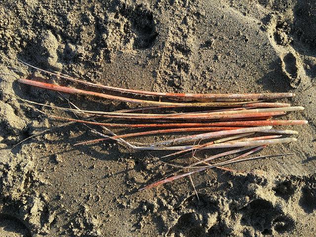 Orange Ostrich feather rachis quills spines, washing up strandline north cornwall Wales Marine Environmental Images