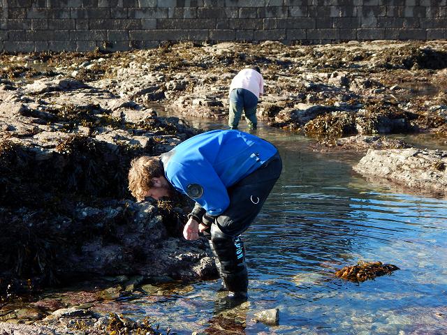 Stalked Jellyfish Stauromedusae Monitoring by Ecospan Environmental Penzance Harbour Isle of Scilly Link Project Images