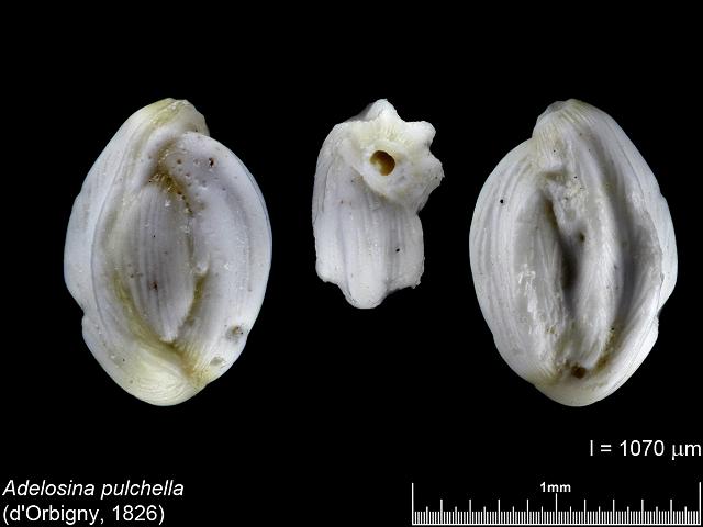 Adelosina pulchella cribrolinoidid foram from Carrick Roads Falmouth images by Cai-uso wohler von SANDPHOTO.DE at www.cuwohler.de foraminifera images