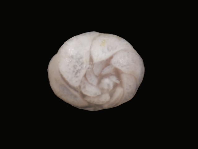 Ammonia beccarii rotaliidae rotaliid foram Foraminifera Images
