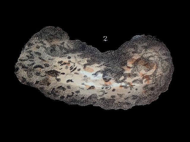 Ammoscalaria pseudospiralis syn Proteonina pseudospiralis discamminidae discamminid foram Williamson Recent Foraminifera of Great Britain 1858 images