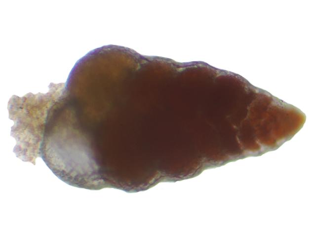 Bolivina variabilis Bolivinitidae Bolivinitid Foram Foraminifera Images