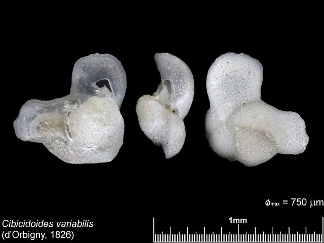 Cibicidoides variabilis from Carrick Roads Falmouth images by Cai-uso wohler von SANDPHOTO.DE at www.cuwohler.de foraminifera images