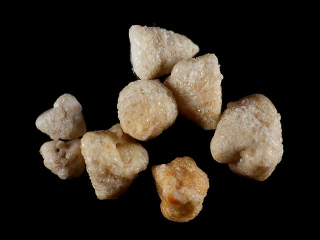 Connemarella rudis syn Gaudryina rudis Pseudogaudryinidae Pseudogaudryinid foram Foraminifera Images