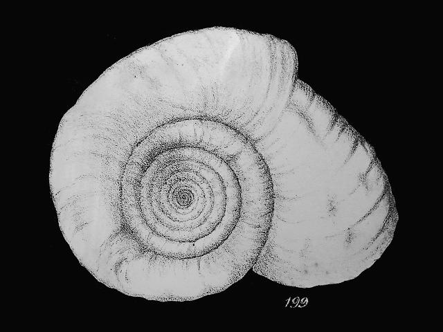 Cornuspira foliacea syn Spirilina foliacea Williamson Recent Foraminifera of Great Britain 1858 images
