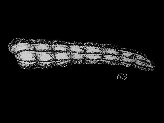 Cristellaria subarcuatula var costata lagenidae lagenid foram Williamson Recent Foraminifera of Great Britain 1858 images