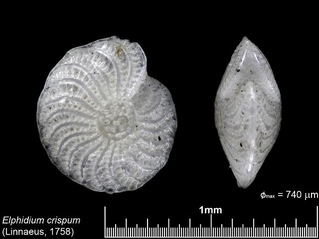 Elphidium crispum syn Polystomella crispa elphidiidae elphidiid foram Williamson Recent Foraminifera of Great Britain 1858 images