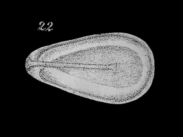 Fissurina lucida syn Entosolenia marginata var lucida ellipsolagenidae ellipsolagenid foram Williamson Recent Foraminifera of Great Britain 1858 images