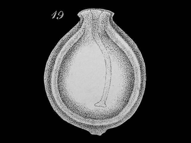 Fissurina marginata syn Entosolenia marginata ellipsolagenidae ellipsolagenid foram Williamson Recent Foraminifera of Great Britain 1858 images