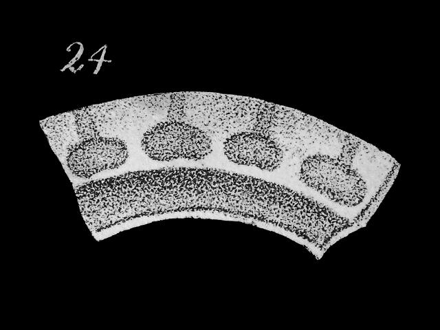 Fissurina ornata syn Entosolenia marginata var ornata ellipsolagenidae ellipsolagenid foram Williamson Recent Foraminifera of Great Britain 1858 images