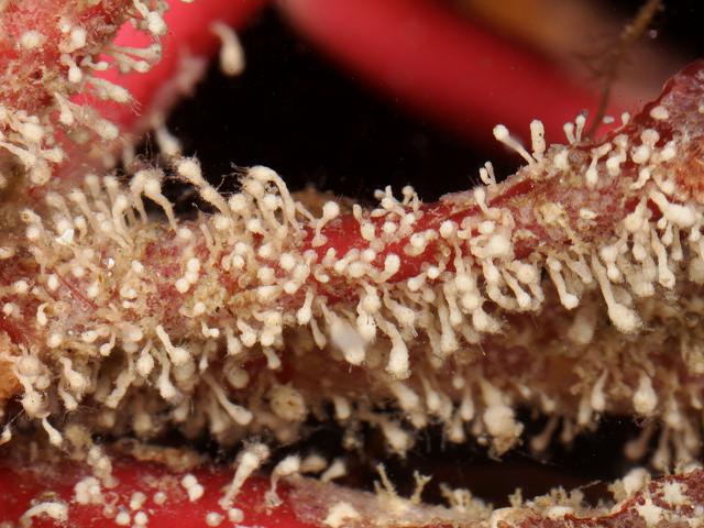 Halyphysema tumanowiczii halyphysemidae halyphysemid foram Foraminifera Images