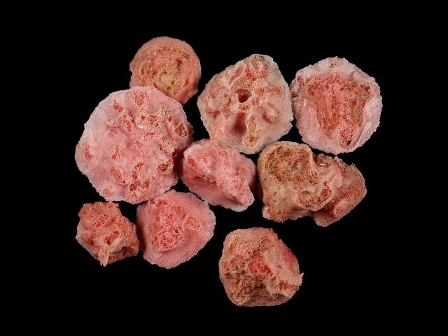 Homotrema rubrum syn Homotrema rubra homotrematidae homotrematid foram Foraminifera Images