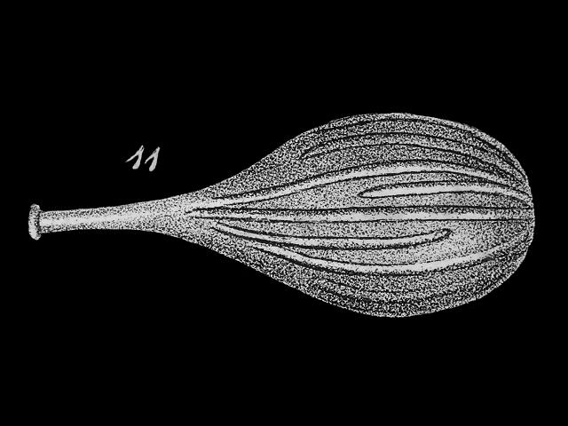 Lagena interrupta lagenidae lagenid foram Williamson Recent Foraminifera of Great Britain 1858 images