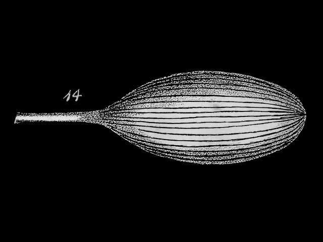 Lagena substriata lagenidae lagenid foram Williamson Recent Foraminifera of Great Britain 1858 images