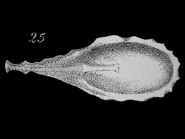 Lagenosolenia lagenoides syn Entosolenia marginata var lagenoides ellipsolagenidae ellipsolagenid foram Williamson Recent Foraminifera of Great Britain 1858 images