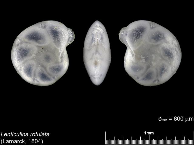 Lenticulina rotulata vaginulinid foram from Carrick Roads Falmouth images by Cai-uso wohler von SANDPHOTO.DE at www.cuwohler.de foraminifera images