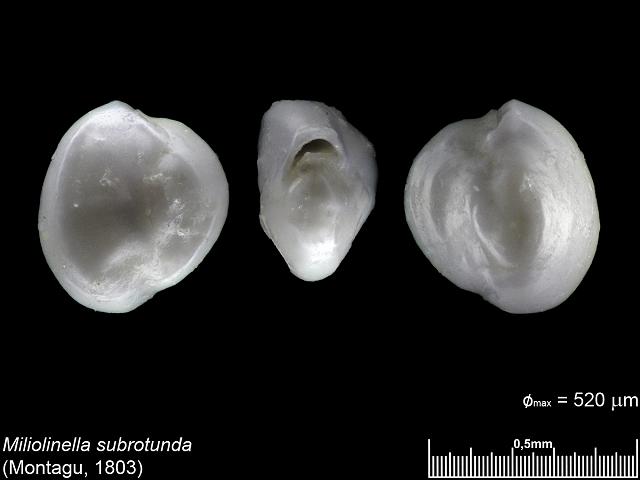 Miliolinella subrotunda hauerinid foram from Carrick Roads Falmouth images by Cai-uso wohler von SANDPHOTO.DE at www.cuwohler.de foraminifera images