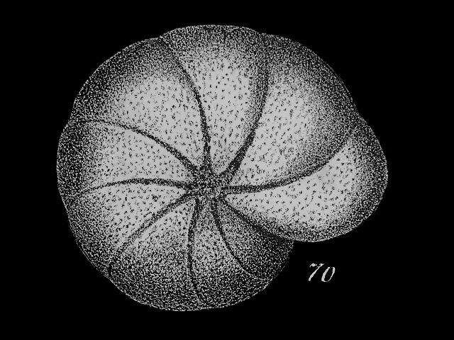 Nonion umbilicatulum syn Nonionina umbilicatula nonionidae nonionid foram Williamson Recent Foraminifera of Great Britain 1858 images