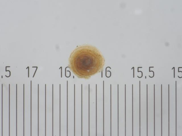 Patellina corrugata patellinidae patellinid foram Foraminifera Images