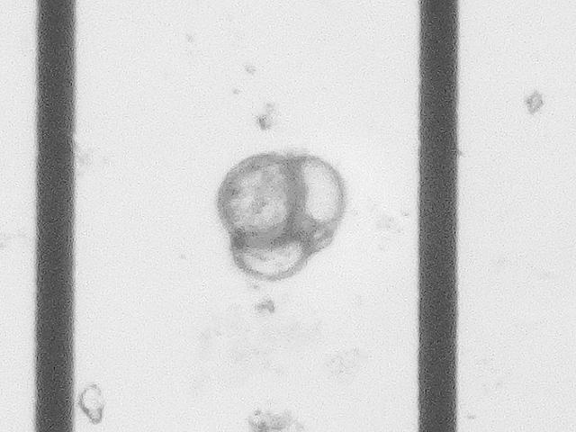 Planktonic species of foraminifera Falmouth Images