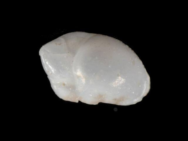 Protoglobobulimina pupoides Bulimina ovata Globobulimina Hole Bearer or Foram Foraminifera Images