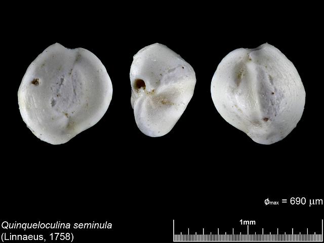 Quinqueloculina seminula from Carrick Roads Falmouth images by Cai-uso wohler von SANDPHOTO.DE at www.cuwohler.de foraminifera images