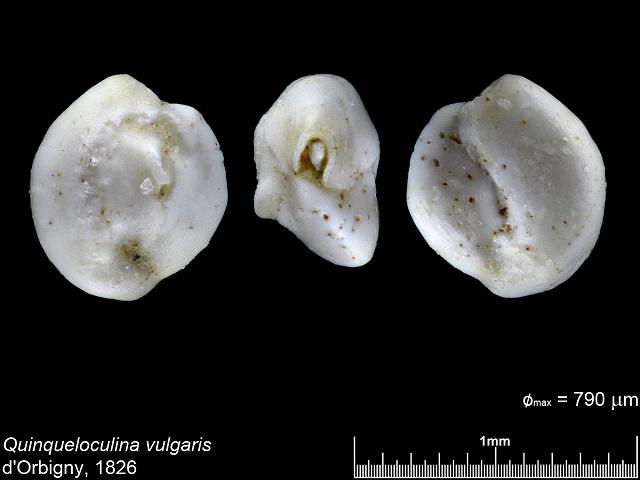 Quinqueloculina vulgaris hauerinid foram from Carrick Roads Falmouth images by Cai-uso wohler von SANDPHOTO.DE at www.cuwohler.de foraminifera images