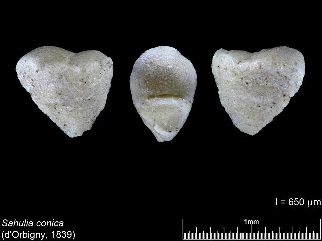 Sahulia conica syn Textularia conica foram from Carrick Roads Falmouth images by Cai-uso wohler von SANDPHOTO.DE at www.cuwohler.de foraminifera images