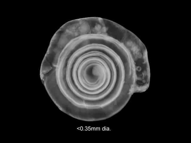 Spirillina species Hole Bearer or Foram Foraminifera Images
