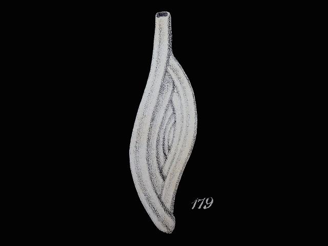 Spiroloculina cymbium syn Spiroloculina depressa var cymbia spiroloculinidae spiroloculinid foram Williamson Recent Foraminifera of Great Britain 1858 images