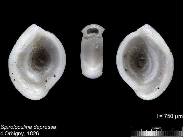Spiroloculina depressa spiroloculinidae spiroloculinid foram Williamson Recent Foraminifera of Great Britain 1858 images