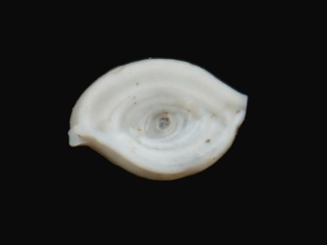Spiroloculina excavata Spiroloculinid Spiroloculinidae Foram Foraminifera Images