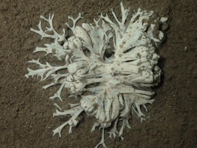 Toxisarcon alba underwater photography by Chris Rickard foraminifera images