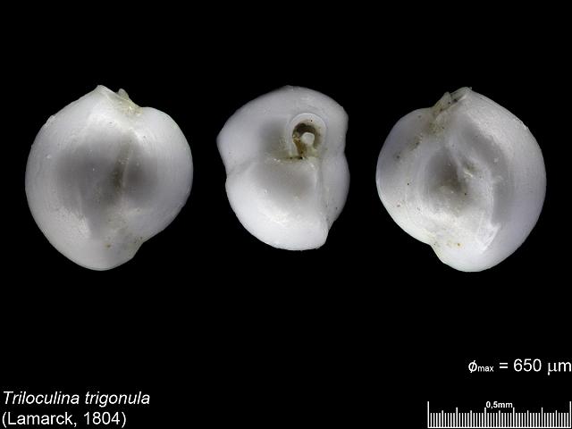 Triloculina trigonula hauerinid foram from Carrick Roads Falmouth images by Cai-uso wohler von SANDPHOTO.DE at www.cuwohler.de foraminifera images