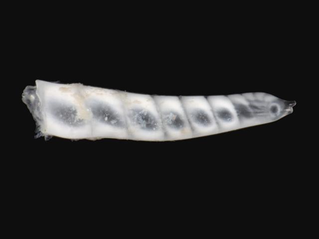Vaginulinopsis sublegumen Vaginulinid Vaginulinidae Foram Foraminifera Images